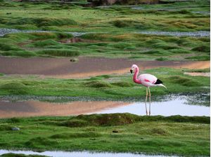 FLAMINGO NO ALAGADO