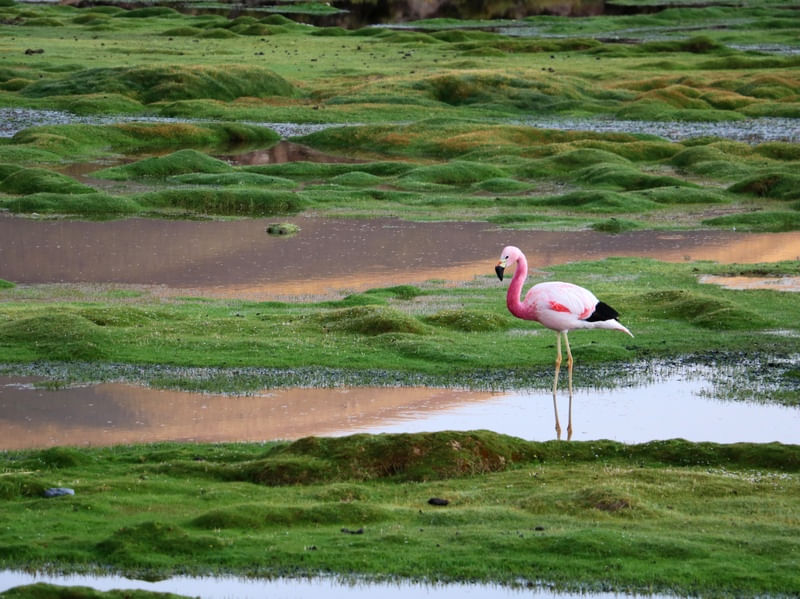 FLAMINGO NO ALAGADO