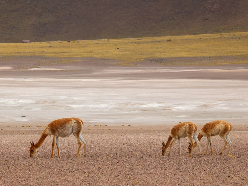VICUNHAS NO ATACAMA