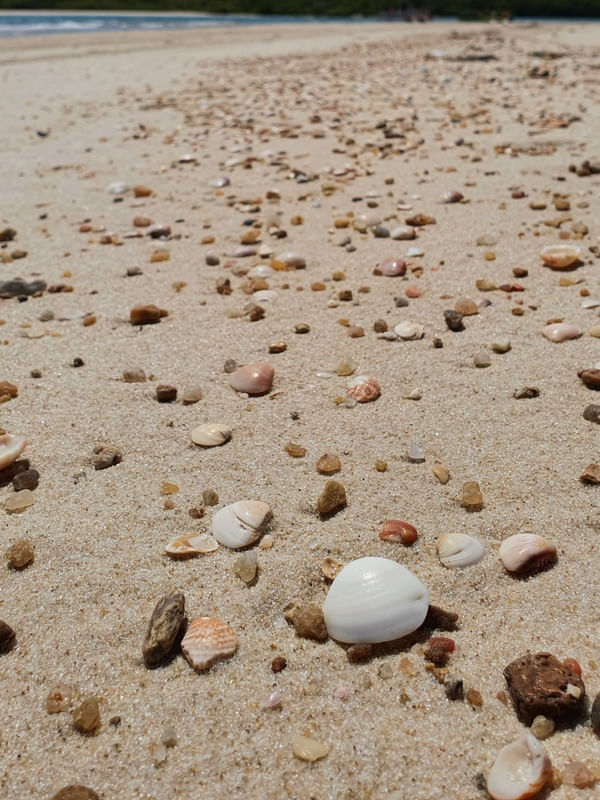 CONCHAS NA AREIA PRAIA