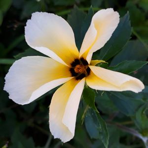 FLOR BRANCA MACRO