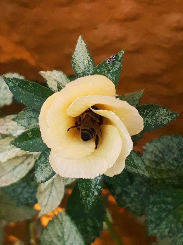 ABELHA NA FLOR EM MACRO