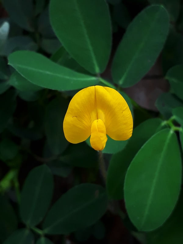 DEDINHO DE FLOR