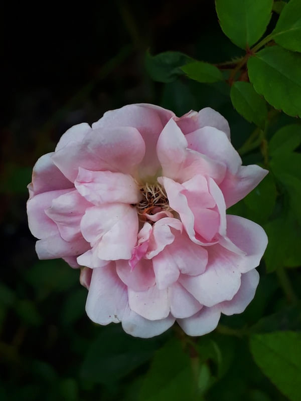 MURCHAR DA ROSA