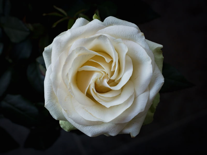 FLORES DIVERSAS 30UA