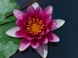 FLORES DIVERSAS 85UA