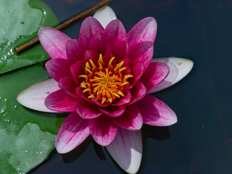 FLORES DIVERSAS 85UA
