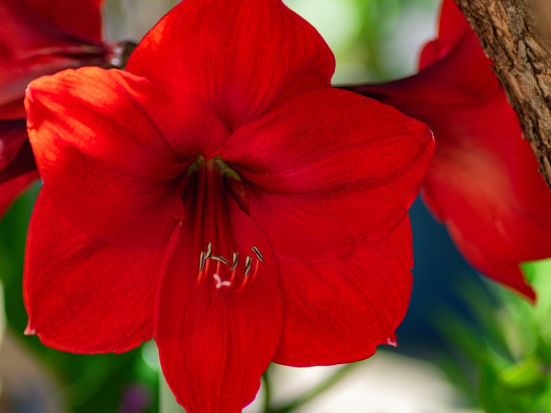 FLORES DIVERSAS 73UA