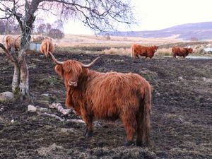 HIGHLAND CATTLE