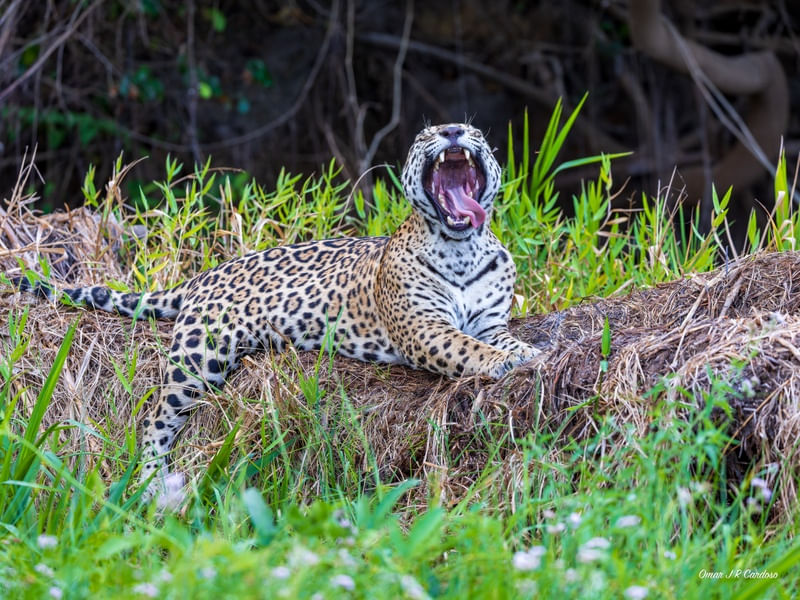 ONÇA BOCEJANDO NO CORIXO NEGRO PARQUE ESTADUAL DO ENCONTRO DAS ÁGUAS MT