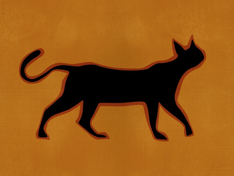 IL GATTO