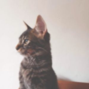O GATO NA NEVOA