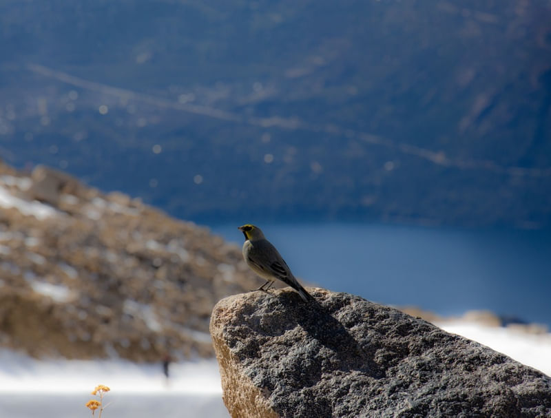 PÁSSARO NO TOPO DE UMA MONTANHA DE NEVE