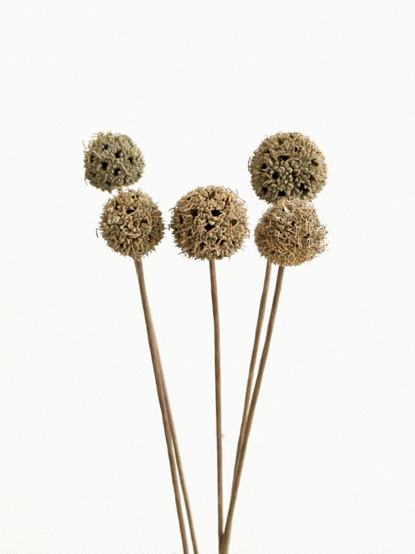 DRY FLOWERS 01