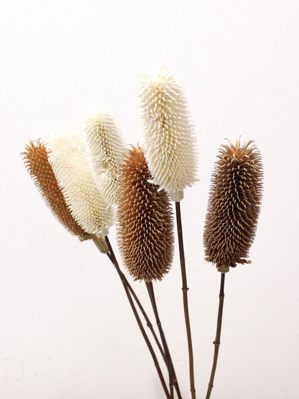 DRY FLOWERS 02