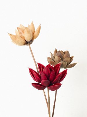 DRY FLOWERS 03