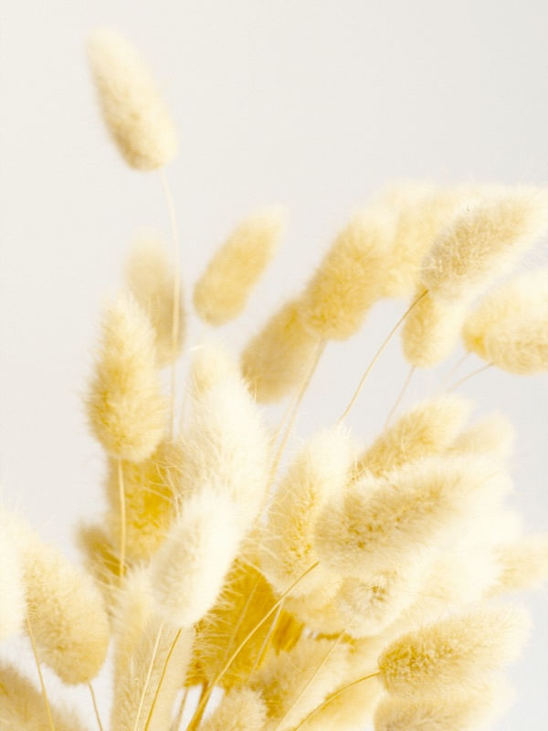 DRY FLOWERS 06