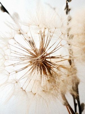 DRY FLOWERS 08