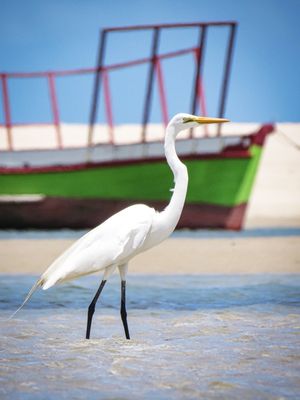 GARÇA EM BARRA NOVA