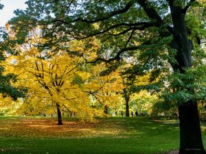CENTRAL PARK NOVA YORK EM VERDE E AMARELO