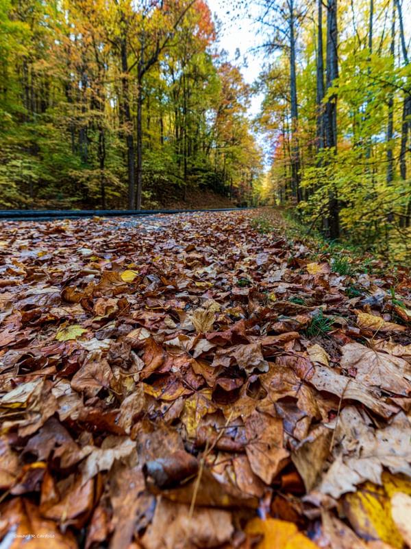 SMOKY MOUNTAINS TENNESSEE USA FOLHAS DE OUTONO