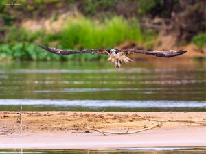 ÁGUIA PESCADORA NO RIO CUIABÁ PARQUE ESTADUAL ENCONTRO DAS ÁGUAS