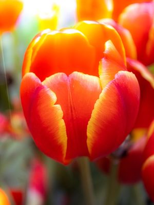 TULIPA CHICAGO