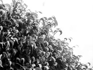 VERDE BRANCO PB