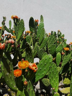 CACTOS EM PORTUGAL
