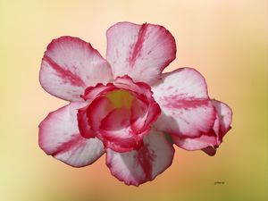 ROSA CLARA