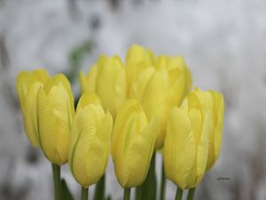 TULIPA AMARELA