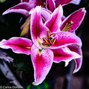 ORQUÍDEA EM MEU JARDIM