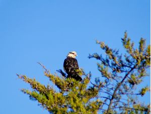 FALCÃO EM CAMPOS