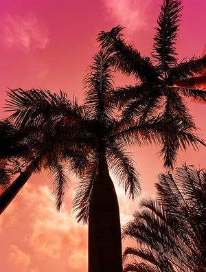 PINK LEMONADE SKY