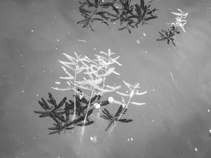 REFLEXOS PLANTAIS PB