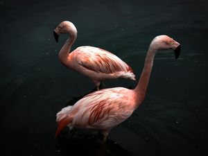 FLAMINGOS OPOSTOS