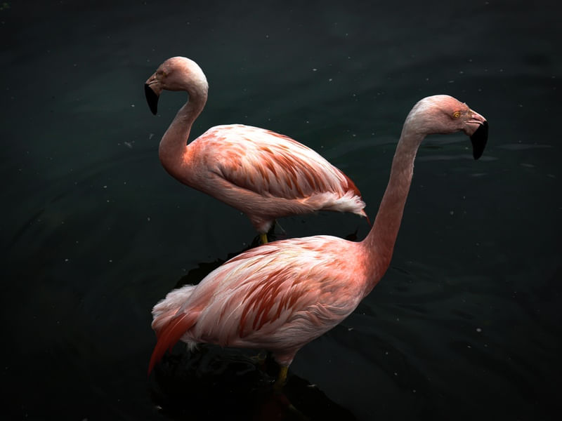 FLAMINGOS OPOSTOS