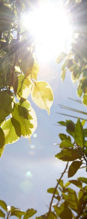 SOL ENTRE FICUS