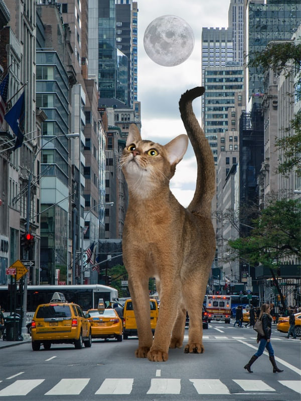 GATO GIGANTE