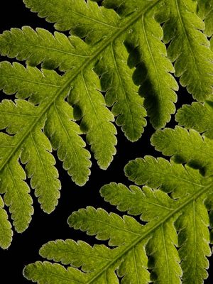 PTERIDIUM