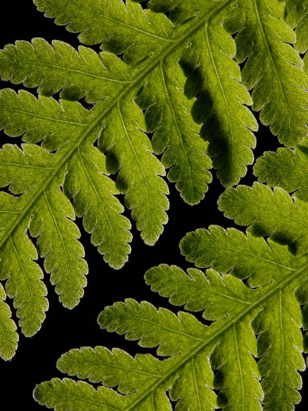 PTERIDIUM