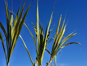 PAISAGEM BLU