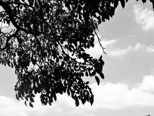 FOLHAS E SOMBRAS