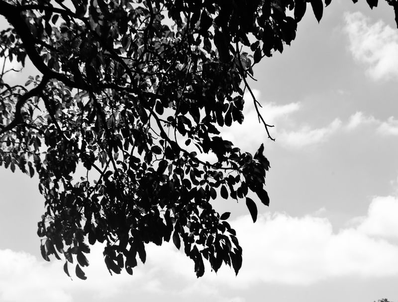 FOLHAS E SOMBRAS