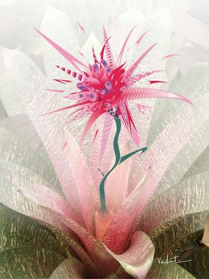 ORQUÍDEA2