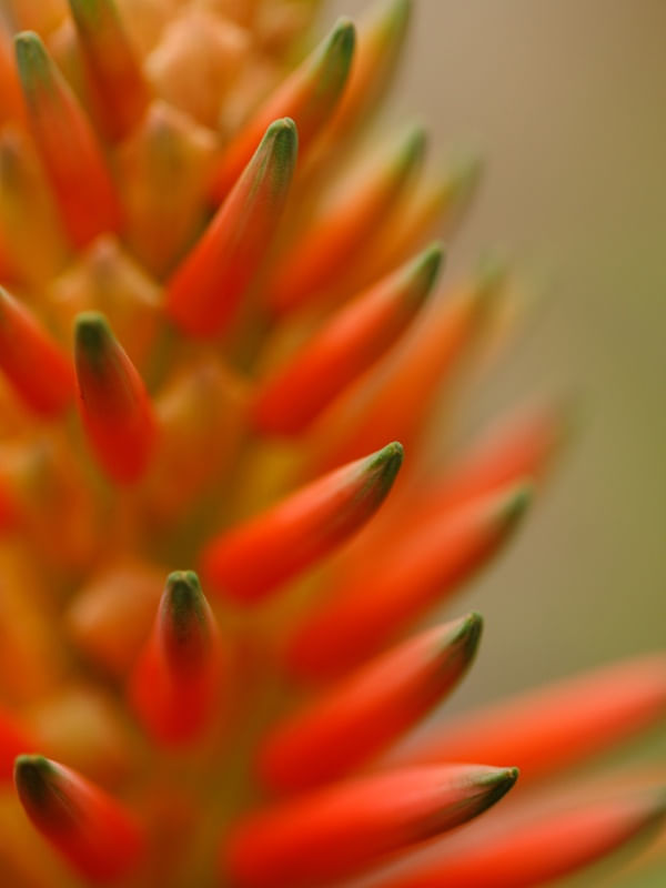 FLOR DA BROMELIA