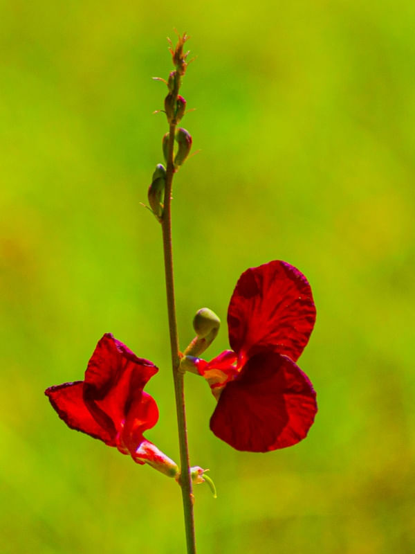 FLOR VERMELHA EM FUNDO VERDE