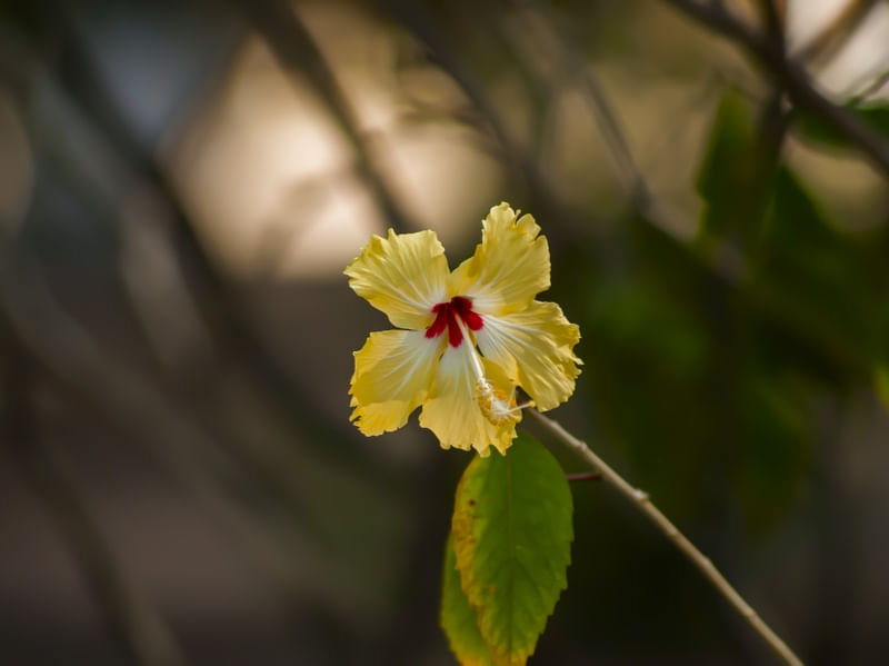 FLOR DE HIBISCO TRICOLOR