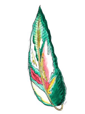 SONHO DE MARANTA