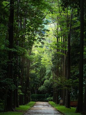 BOSQUE JB